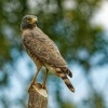 Kane krahujova - Rupornis magnirostris - Roadside Hawk o1513